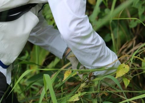 Joining Hands to Protect Taiwan's  Biodiversity: Mikania Vine Weed Control  Initiative