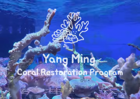 Yang Ming Coral Restoration Program